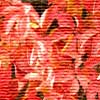 autumn album