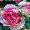 spring album